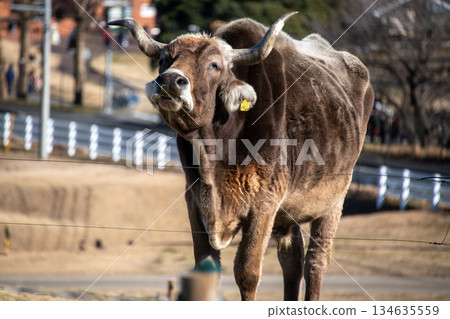 farmed cattle farmed cattle 134635559