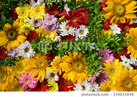 Hanatemizu 134635648