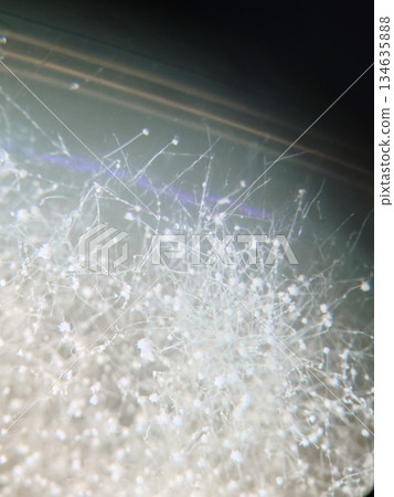 A photo in which conidia can be clearly observed 134635888