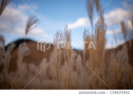Mie Prefecture, Nara Prefecture, Miscanthus on the Soni Plateau Mie Prefecture, Nara Prefecture, Miscanthus on the Soni Plateau 134635942