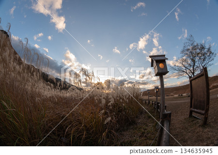 Mie Prefecture, Nara Prefecture, Miscanthus on the Soni Plateau Mie Prefecture, Nara Prefecture, Miscanthus on the Soni Plateau 134635945