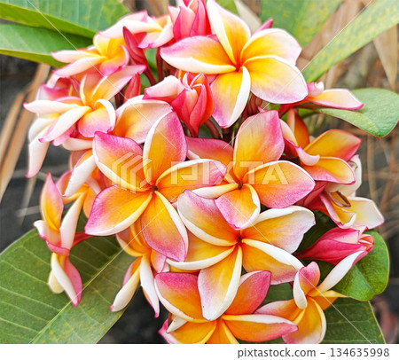 Beautiful frangipani flowers in natural pastel tones of orange, yellow, and pink, tropical and soft aesthetic. Beautiful frangipani flowers in natural pastel tones of orange, yellow, and pink, tropical and soft aesthetic. 134635998