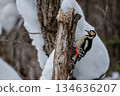 一隻大斑啄木鳥站在北海道白雪皚皚的森林中。 134636207