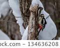 一隻大斑啄木鳥站在北海道白雪皚皚的森林中。 134636208