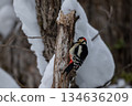 一隻大斑啄木鳥站在北海道白雪皚皚的森林中。 134636209