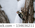 一隻大斑啄木鳥站在北海道白雪皚皚的森林中。 134636211