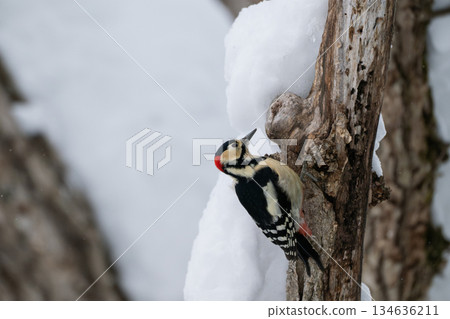 A great spotted woodpecker in Hokkaido standing in a snowy forest A great spotted woodpecker in Hokkaido standing in a snowy forest 134636211