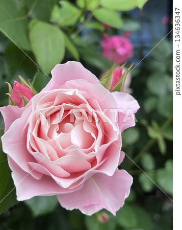 柔和的粉紅色玫瑰 134636347