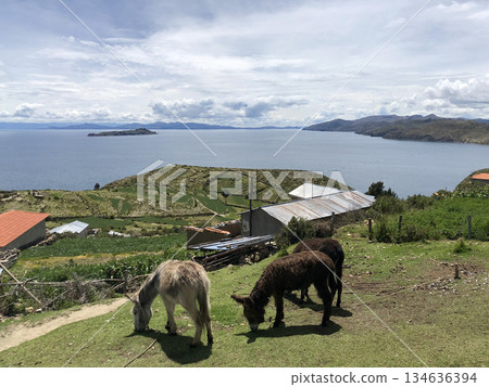 Llamas grazing on the Island of the Sun in Bolivia Llamas grazing on the Island of the Sun in Bolivia 134636394
