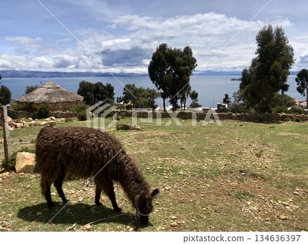 Bolivia: Llamas of the Island of the Sun Bolivia: Llamas of the Island of the Sun 134636397