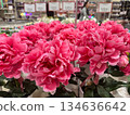 Bright pink artificial peony flowers arranged in white pots are displayed on a store shelf creating a vibrant decorative retail scene 134636642