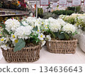 White artificial flowers arranged in woven baskets are displayed on a store shelf creating a soft neutral home decor scene 134636643