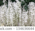 Cascading white artificial flowers with green leaves create a lush decorative floral wall display 134636644