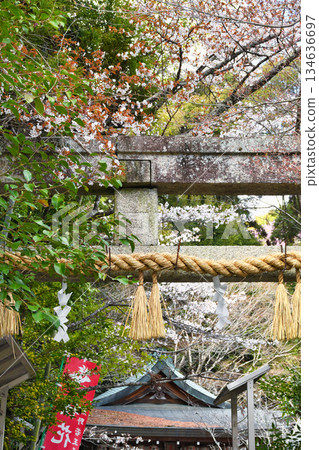 Spring scenery at Kumano Wakaoji Shrine in Kyoto (Sakyo Ward, Kyoto City, Kyoto Prefecture) Spring scenery at Kumano Wakaoji Shrine in Kyoto (Sakyo Ward, Kyoto City, Kyoto Prefecture) 134636697