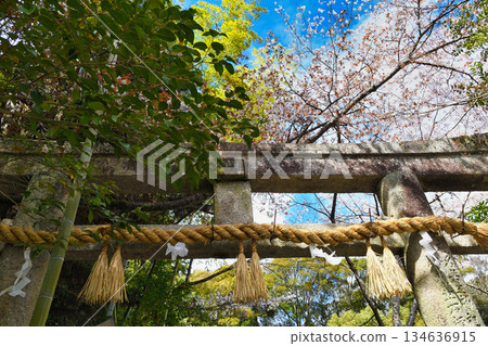 京都熊野若王子神社的春景(京都府京都市左京區) 京都熊野若王子神社的春景(京都府京都市左京區) 134636915