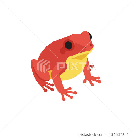 Red frog amphibian vector illustration with black eyes and yellow belly design for nature projects and wildlife themes 134637235