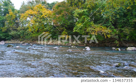 A clear stream flowing through the autumn leaves A clear stream flowing through the autumn leaves 134637355