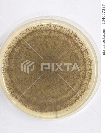 Turing patterns visible in microbial patterns Turing patterns visible in microbial patterns 134637357