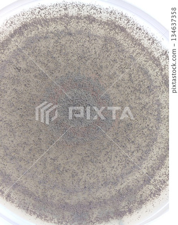 Turing patterns in biology 134637358