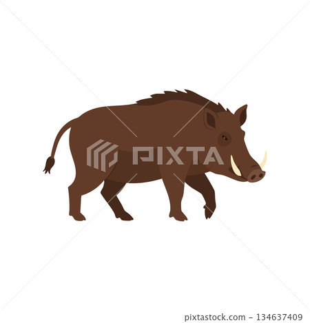 Wild boar walking with brown fur and tusks in natural animal habitat vector illustration Wild boar walking with brown fur and tusks in natural animal habitat vector illustration 134637409