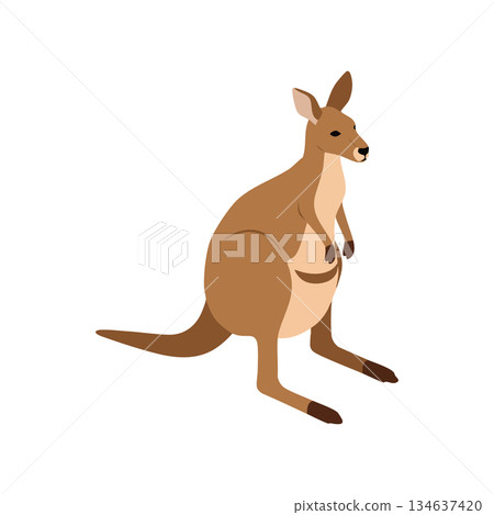 Kangaroo animal wildlife marsupial sitting calm isolated on white background vector illustration 134637420