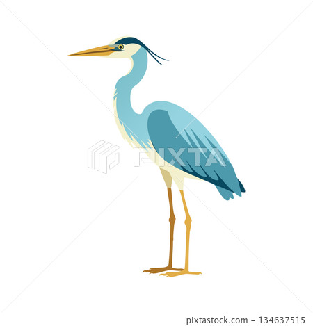 Blue heron bird standing with long legs and sharp beak natural wildlife vector illustration Blue heron bird standing with long legs and sharp beak natural wildlife vector illustration 134637515