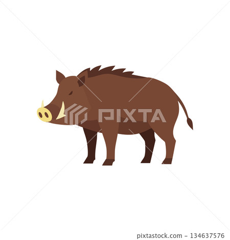 Wild boar animal vector illustration with brown fur and tusks in simple style for nature design and wildlife projects vector 134637576