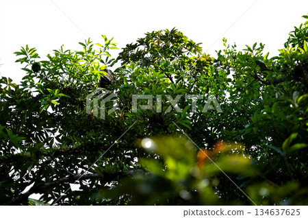 Bonsai tree, green leaves, isolated on a white background Natural objects Bonsai tree, green leaves, isolated on a white background Natural objects 134637625