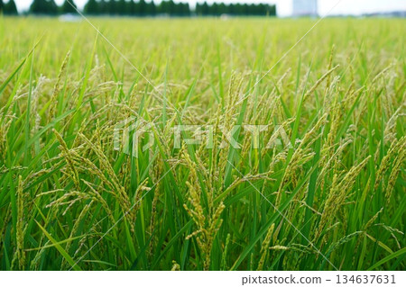 Fruit rice 134637631