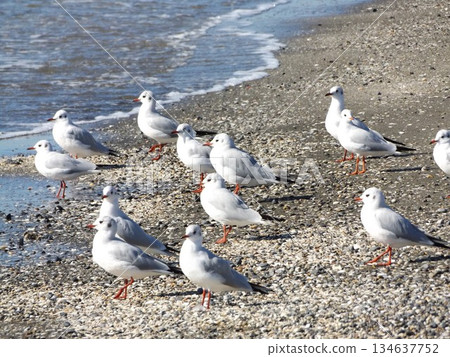Black-headed gulls, migratory winter birds, relax on Kemigawahama Beach Black-headed gulls, migratory winter birds, relax on Kemigawahama Beach 134637752