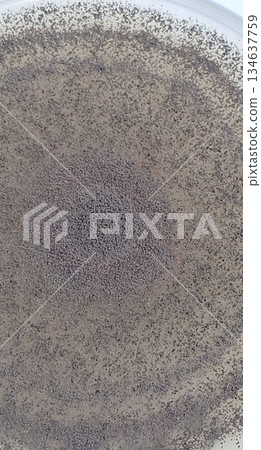 巨大的黑麴菌群落 134637759