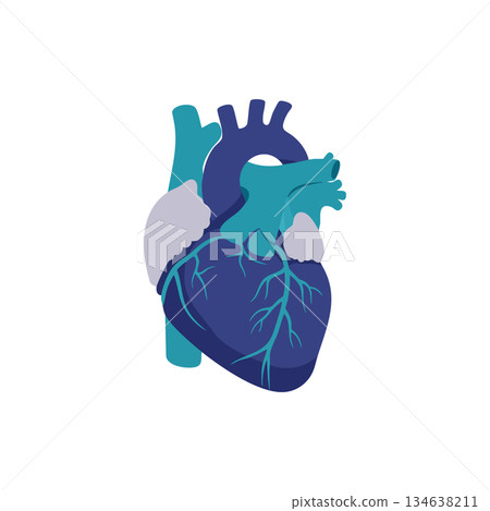 Human heart anatomy vector illustration with blue and teal colors for medical education and health awareness 134638211