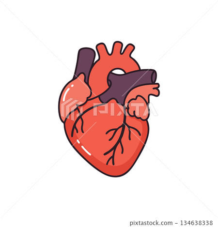 Human heart anatomy vector illustration with arteries and veins detailed design 134638338