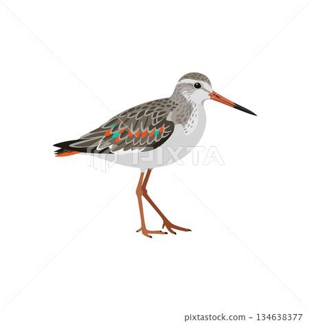 Sandpiper bird standing with detailed feathers and orange beak vector illustration Sandpiper bird standing with detailed feathers and orange beak vector illustration 134638377