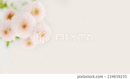 小菊花，粉紅色背景，可愛，美麗，淡雅，溫柔，獻上，慰問 134639235