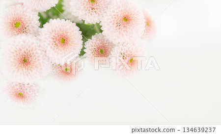 Small chrysanthemum mum, pink background, cute, beautiful, pale, gentle, offering, condolence Small chrysanthemum mum, pink background, cute, beautiful, pale, gentle, offering, condolence 134639237