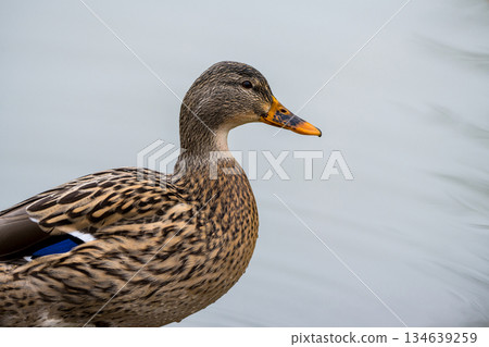 Mallard duck female swimming in the lake, December 2025, U.K. Mallard duck female swimming in the lake, December 2025, U.K. 134639259