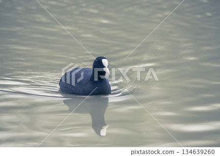 Eurasian Coot bird black duck swimming in a lake, December 2025, U.K. Eurasian Coot bird black duck swimming in a lake, December 2025, U.K. 134639260
