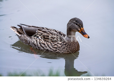 Mallard duck female swimming in the lake, December 2025, U.K. Mallard duck female swimming in the lake, December 2025, U.K. 134639264