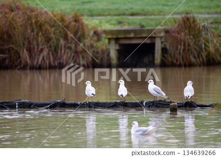 A group of black headed gulls in winter lake in UK in December 2025 A group of black headed gulls in winter lake in UK in December 2025 134639266