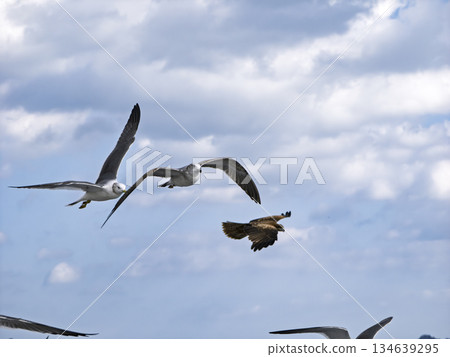 The moment when a black-tailed gull and a kite come together on their journey through the sky The moment when a black-tailed gull and a kite come together on their journey through the sky 134639295