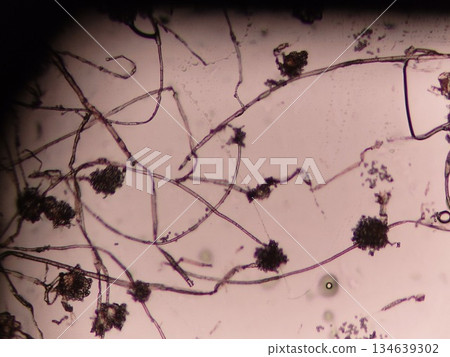 Aspergillus oryzae with black spores 134639302