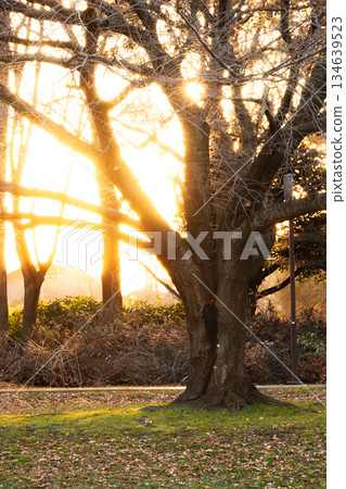 冬日夕陽下，參天大樹和林蔭大道熠熠生輝，美不勝收。 134639523