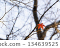 A single bright red maple tree remains on the tip of a quiet branch, waiting for winter 134639525