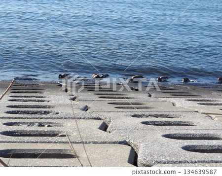 赤頸鴨排成一列覓食 134639587