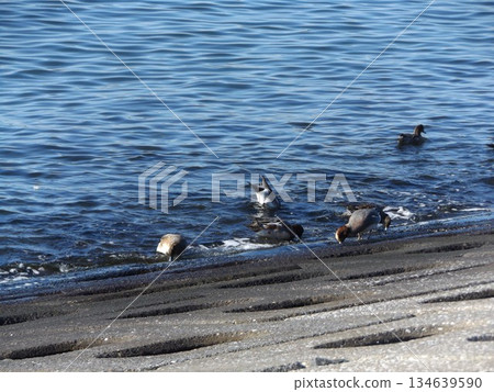 赤頸鴨覓食 134639590
