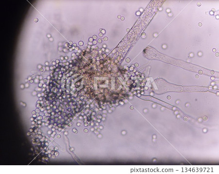 曲霉分生孢子的特寫照片 134639721