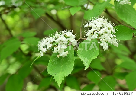 Viburnum repens (Caprifoliaceae) 134639837