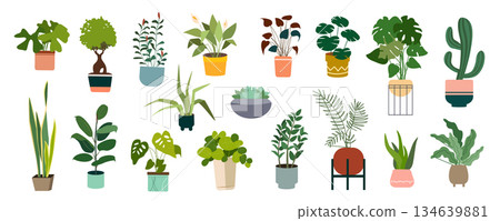 Decorative houseplants in pots mega set in flat graphic design. Collection elements of home potted plants with variation green foliage of monstera, ficus, succulent, calla lily. Vector illustration. 134639881