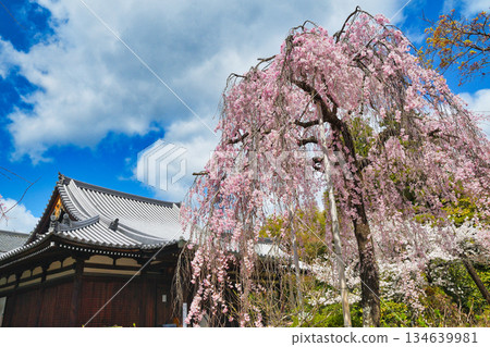 Beautiful cherry blossoms at Hokongoin Temple in Kyoto (Ukyo Ward, Kyoto City, Kyoto Prefecture) Beautiful cherry blossoms at Hokongoin Temple in Kyoto (Ukyo Ward, Kyoto City, Kyoto Prefecture) 134639981
